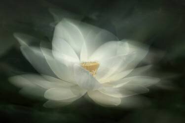 Swaying (Qing Zhao) - Muzeo.com