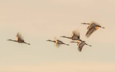 Untitled (Qingsong Wang) - Muzeo.com