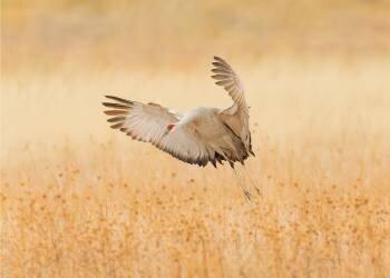 Untitled (Qingsong Wang) - Muzeo.com