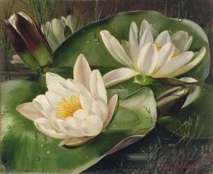 Water Lilies (Albert Williams) - Muzeo.com