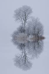 Winter stillness (Norbert Maier) - Muzeo.com