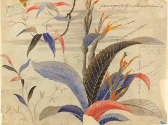 Modèle de décor pour vase en faience Bambou : balisier et bambou (Emile Gallé) - Muzeo.com