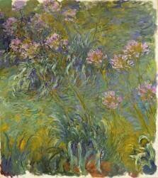 Agapanthus (Claude Monet) - Muzeo.com