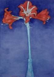 Amaryllis (Hippeastrum) (Piet Mondrian) - Muzeo.com