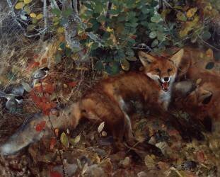 Foxes (Bruno Liljefors) - Muzeo.com
