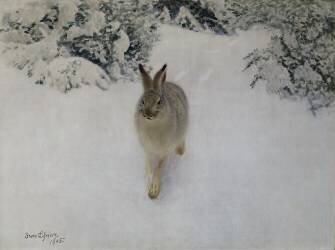 Hare in Winter (Bruno Liljefors) - Muzeo.com