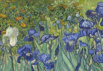 Irises (Vincent van Gogh) - Muzeo.com