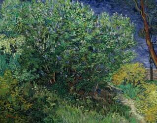 Lilac Bush (Vincent van Gogh) - Muzeo.com