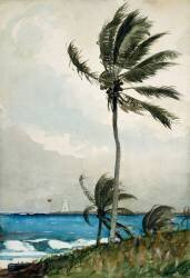 Palm Tree, Nassau (Winslow Homer) - Muzeo.com