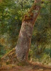 Paysage, études d'arbre (Rosa Bonheur) - Muzeo.com