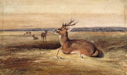 Resting Deer (Antoine-Louis Barye) - Muzeo.com
