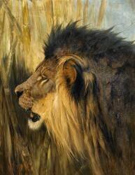 Tête de lion (Wilhelm Kuhnert) - Muzeo.com