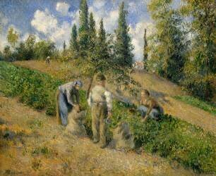 The Harvest (Camille Pissarro) - Muzeo.com