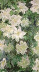 White Clematis (Claude Monet) - Muzeo.com