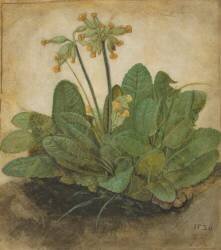 Tuft of Cowslips (Albrecht Dürer) - Muzeo.com
