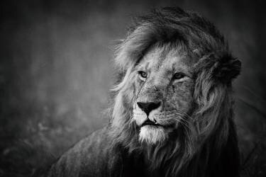 Regal (Mohammed Alnaser) - Muzeo.com