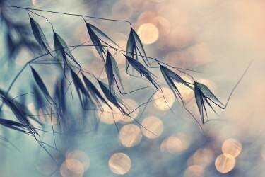 ...<<< (Dimitar Lazarov) - Muzeo.com