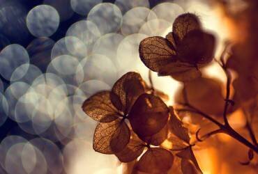 .:.:.** (Dimitar Lazarov) - Muzeo.com