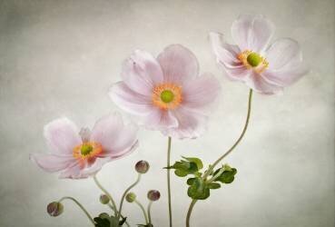 Anemones (Mandy Disher) - Muzeo.com