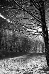 361_DXO (Jérôme Prince) - Muzeo.com