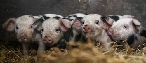 Quatre cochons (Gert van den Bosch) - Muzeo.com