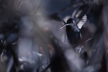 50 Hz (Fabien Bravin) - Muzeo.com