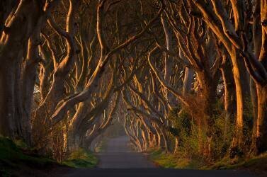 The Dark Hedges in the Morning Sunshine (Piotr Galus) - Muzeo.com