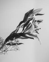 A Beautiful Flower (Rahel Jo) - Muzeo.com