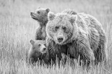 Accessing Dangers (Cheryl Schneider) - Muzeo.com