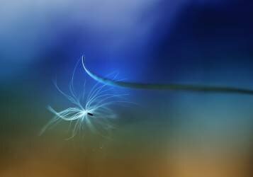 Adherence (Jutta Kerber) - Muzeo.com