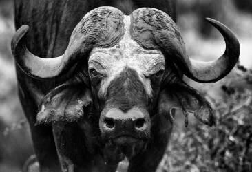 African buffalo (Tonino De Marco) - Muzeo.com