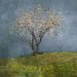 Almond tree (Jacqueline van Bijnen) - Muzeo.com