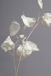 Almost transparent (Heidi Westum) - Muzeo.com