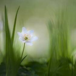 Alone (Piet Haaksma) - Muzeo.com