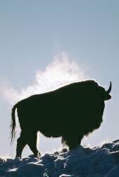 American bison (Jim Zipp) - Muzeo.com