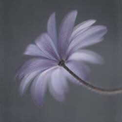 Anemone Blanda (Lotte Gronkjar) - Muzeo.com