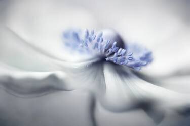 Anemone spirit (Mandy Disher) - Muzeo.com
