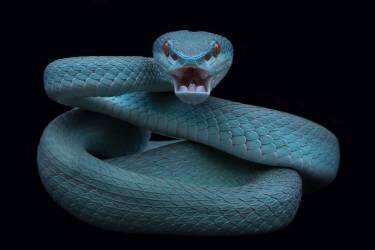 Angry (Tantoyensen) - Muzeo.com