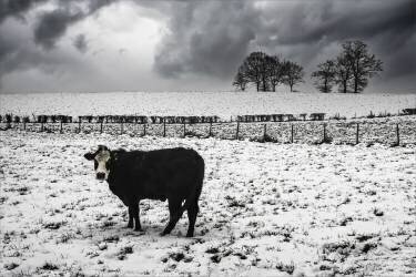 Animal cruelty (Gilbert Claes ) - Muzeo.com