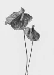 Anthurium (Lotte Gronkjar) - Muzeo.com