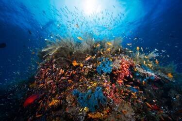 Apnea (Gabriel Barathieu) - Muzeo.com