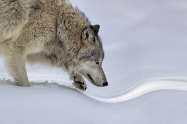 Approaching (Jun Zuo) - Muzeo.com