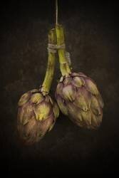 Artichoke (Alida van Zaane) - Muzeo.com