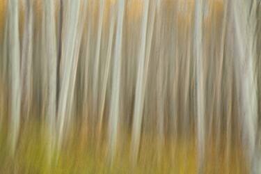 Aspen Blur (Linda D Lester) - Muzeo.com
