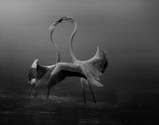 Attraction (Krystina Wisniowska) - Muzeo.com