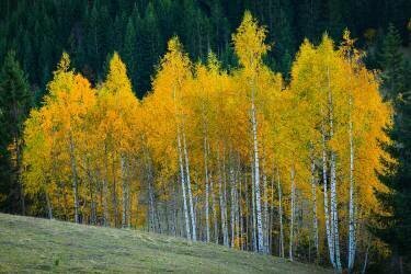 Autumn (Bess Hamiti) - Muzeo.com