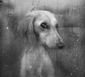 Autumn (Svetlana Melik-Nubarova) - Muzeo.com