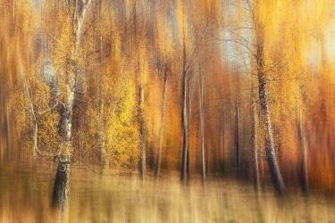 Autumn Birches (Gustav Davidsson) - Muzeo.com