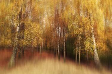 Autumn Impression (Gustav Davidsson) - Muzeo.com