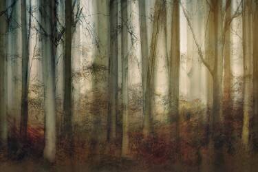 Autumn light (Nel Talen) - Muzeo.com